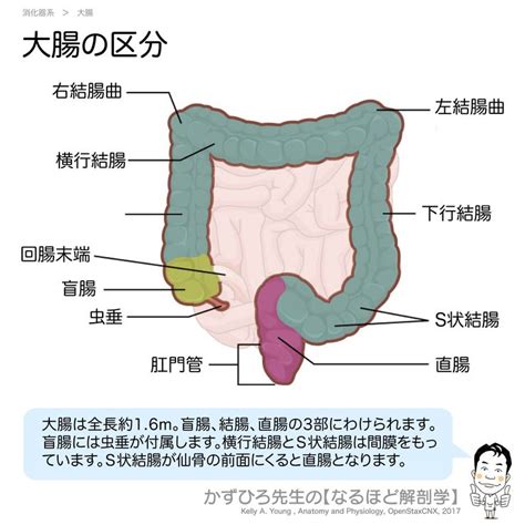 大腸方向